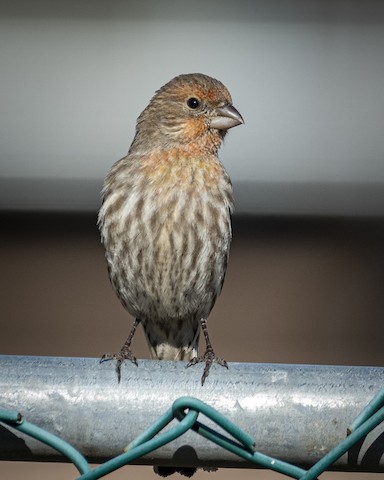 House Finch - James Kendall