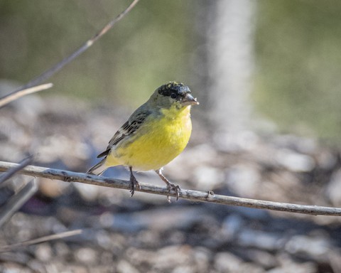 Lesser Goldfinch - James Kendall