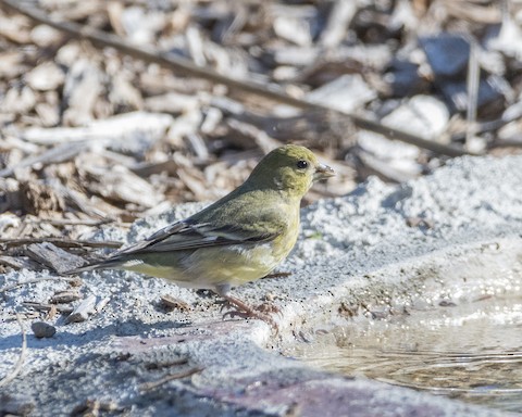 Lesser Goldfinch - James Kendall