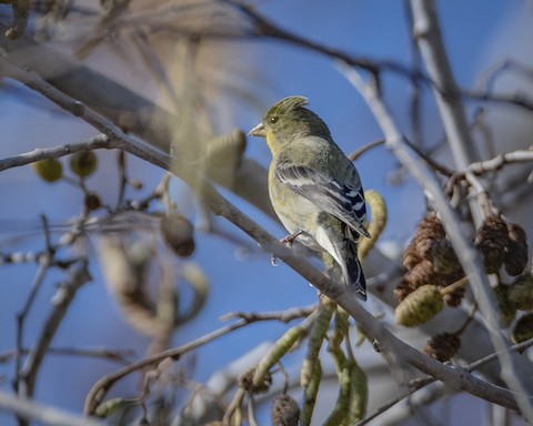 Lesser Goldfinch - James Kendall