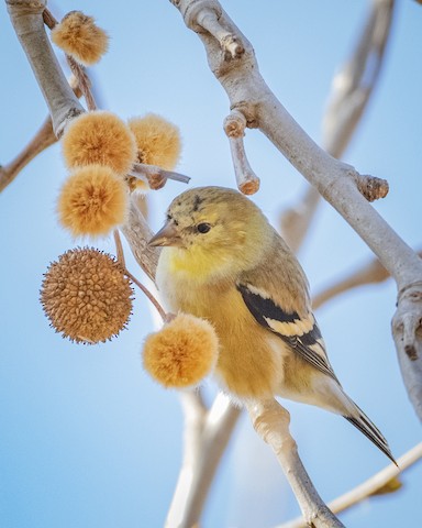 American Goldfinch - James Kendall