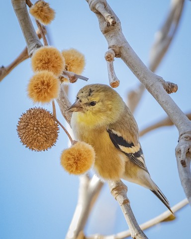 American Goldfinch - James Kendall