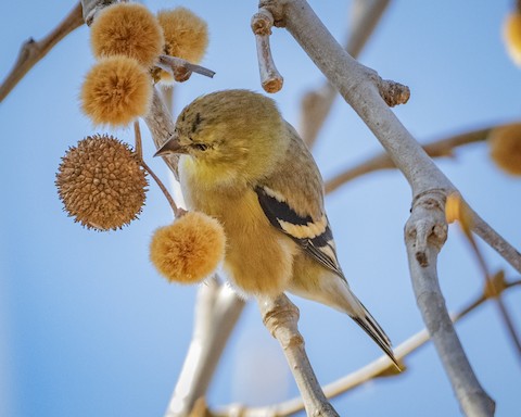 American Goldfinch - James Kendall