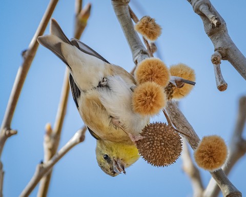 American Goldfinch - James Kendall