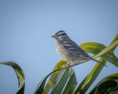 White-crowned Sparrow - James Kendall