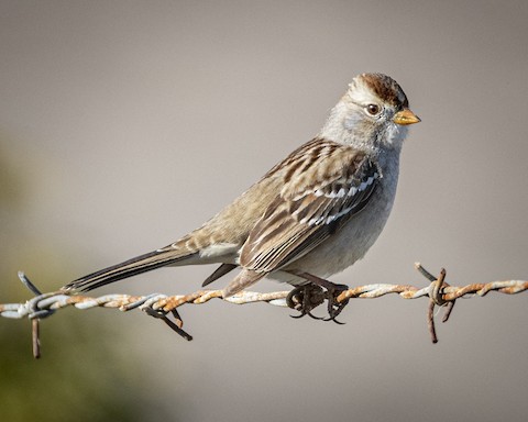 White-crowned Sparrow - James Kendall