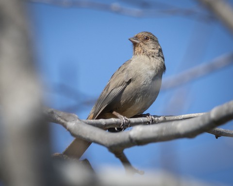 California Towhee - James Kendall