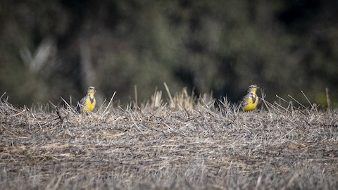 Western Meadowlark - James Kendall