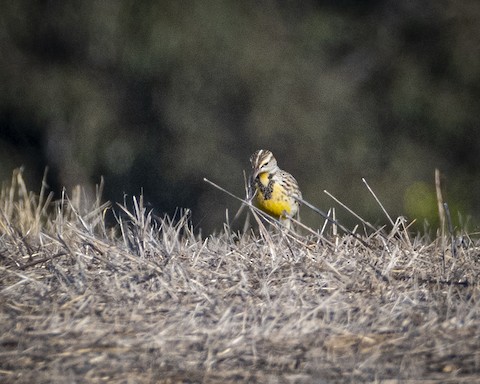 Western Meadowlark - James Kendall