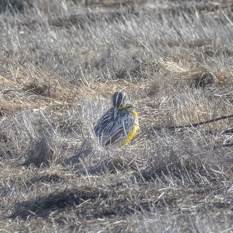 Western Meadowlark - James Kendall