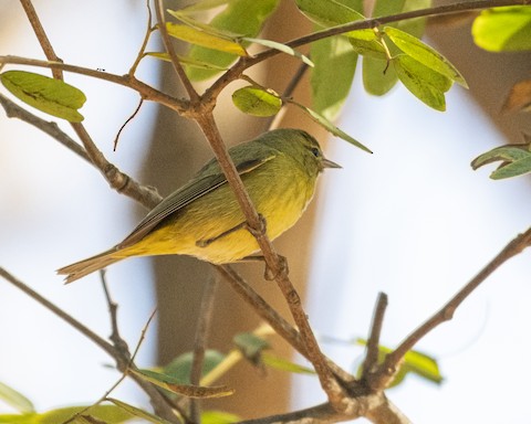 Orange-crowned Warbler - James Kendall