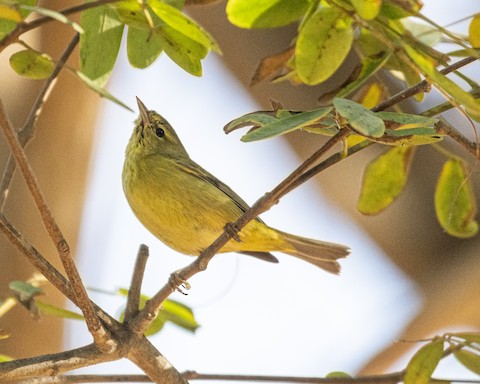 Orange-crowned Warbler - James Kendall