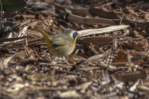 Common Yellowthroat - James Kendall