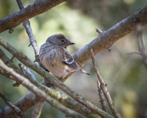 Yellow-rumped Warbler - James Kendall