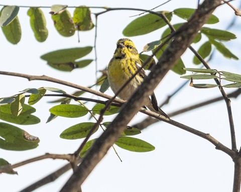 Townsend's Warbler - James Kendall