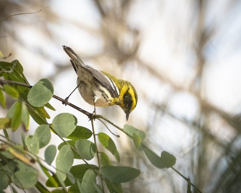 Townsend's Warbler - James Kendall