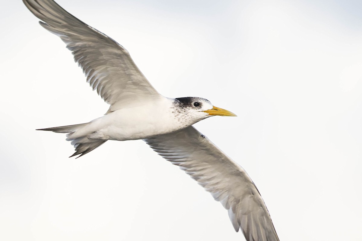 Great Crested Tern - ML293024381
