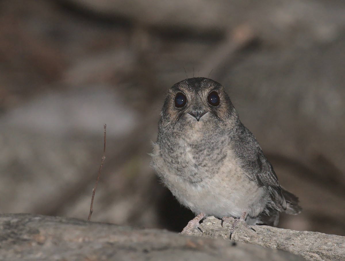 Australian Owlet-nightjar - Timothée Bonnet