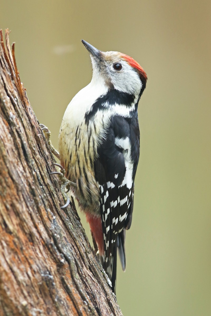 Middle Spotted Woodpecker - ML293026051