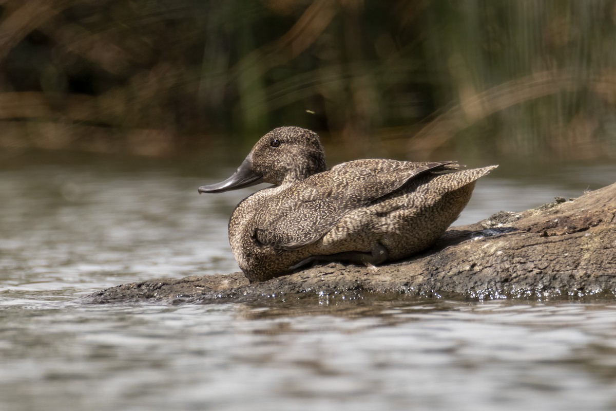 Freckled Duck - ML293026331