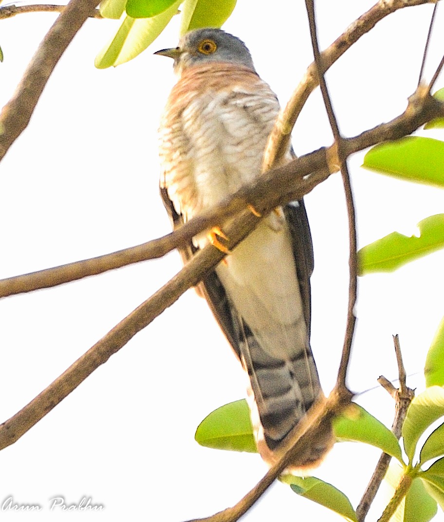 Common Hawk-Cuckoo - Arun Prabhu