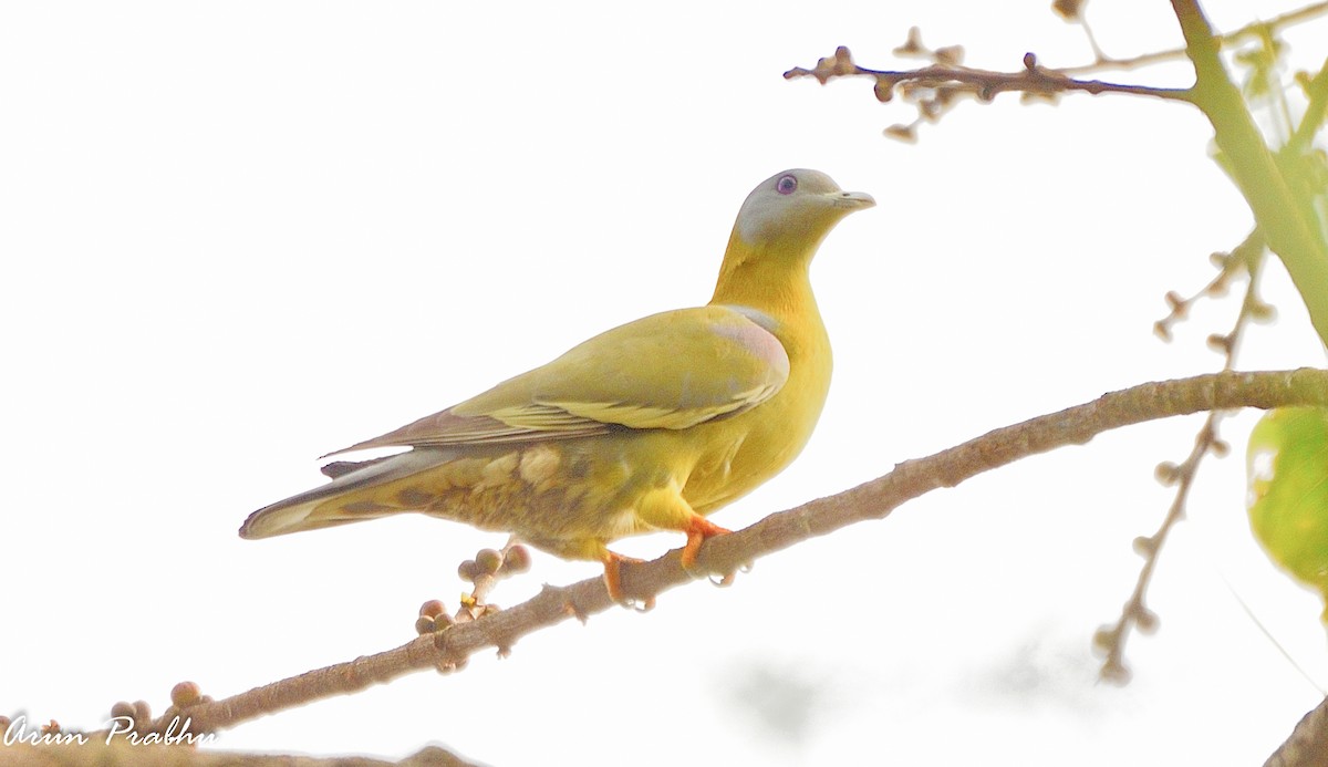 Yellow-footed Green-Pigeon - Arun Prabhu