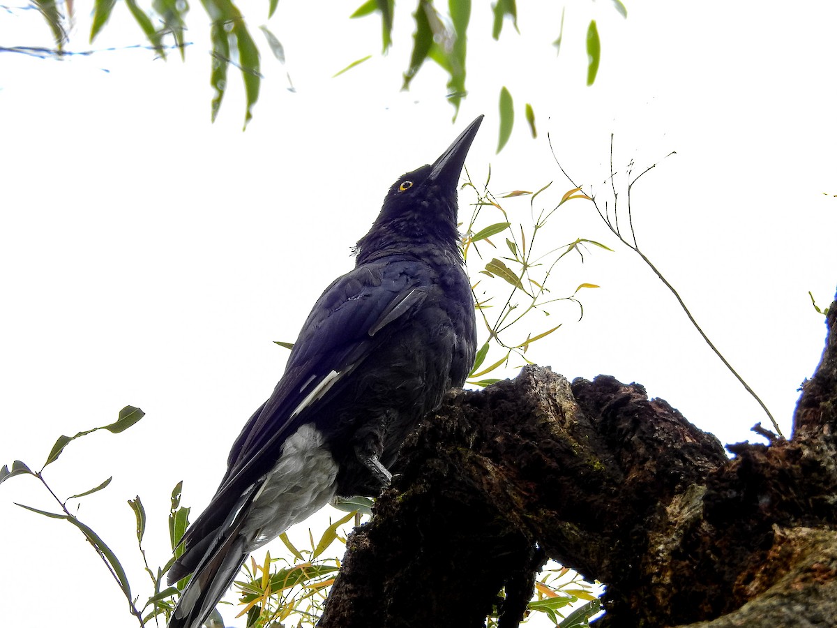 Pied Currawong - ML293028901
