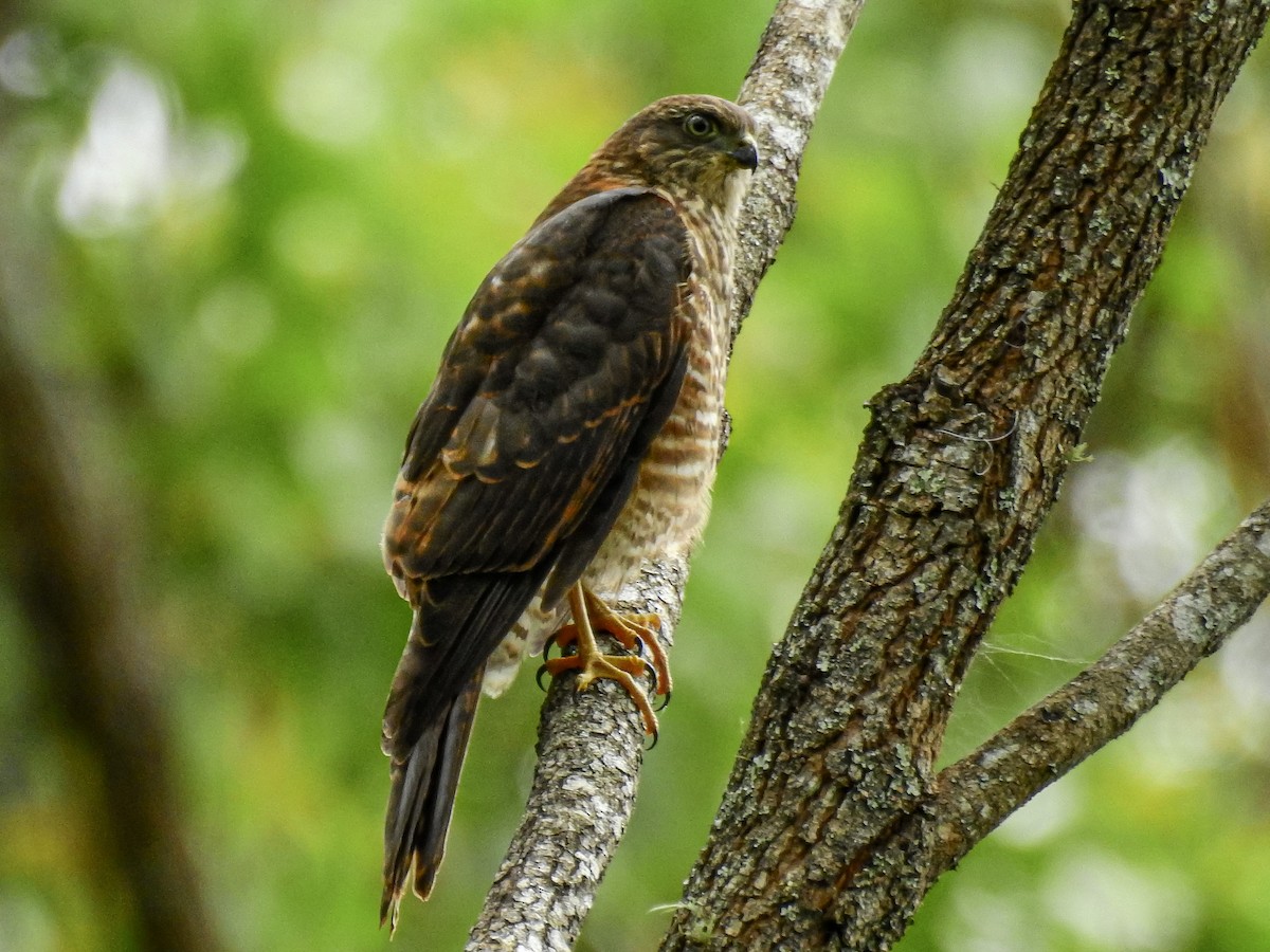Collared Sparrowhawk - Peter Stevens