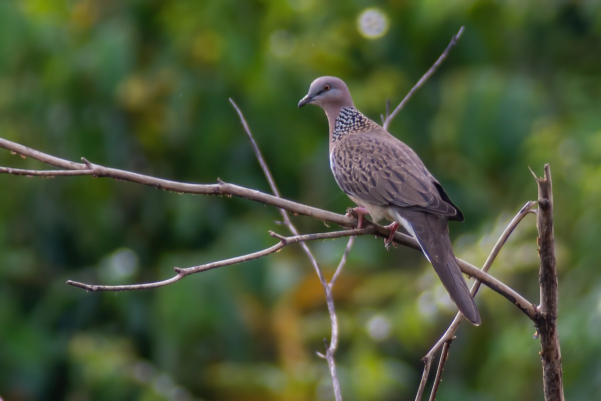 Spotted Dove - ML293030611