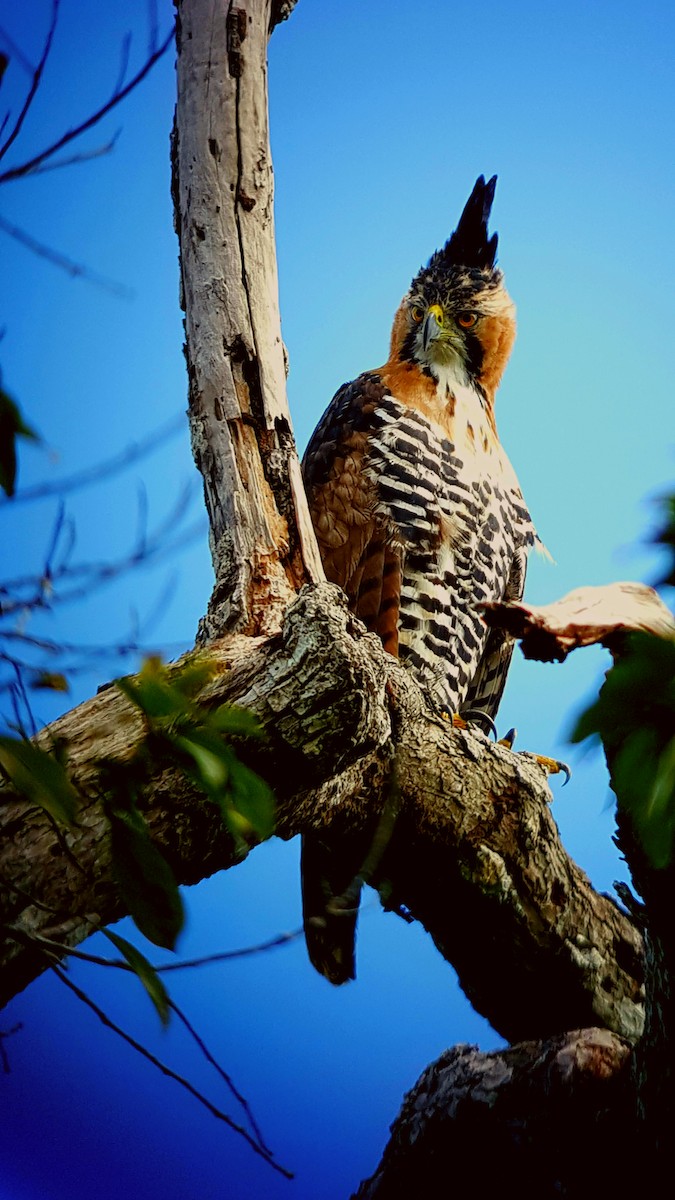 Ornate Hawk-Eagle - Vidal  Guzman