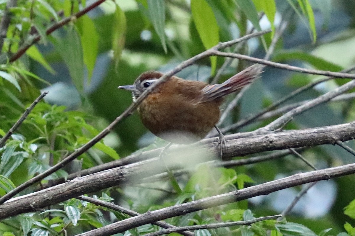 White-browed Spinetail - ML293042171