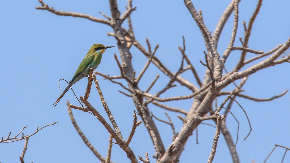Swallow-tailed Bee-eater - Michael Riffel