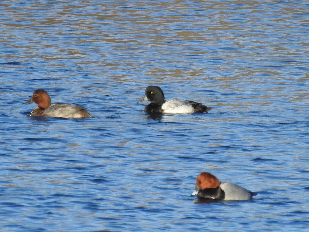 Greater Scaup - ML293049411
