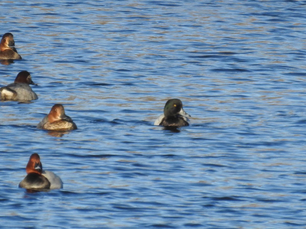 Greater Scaup - ML293049421