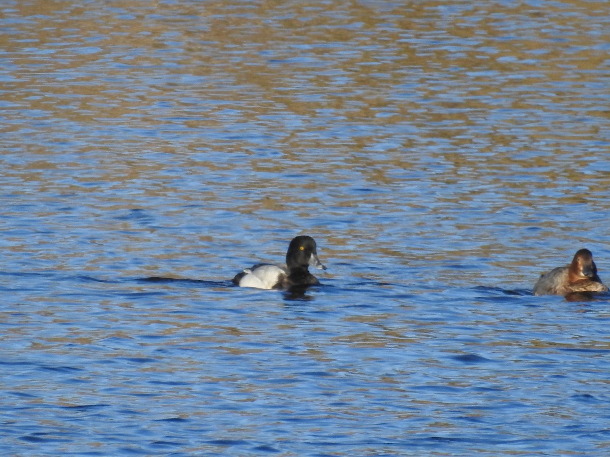 Greater Scaup - ML293049441