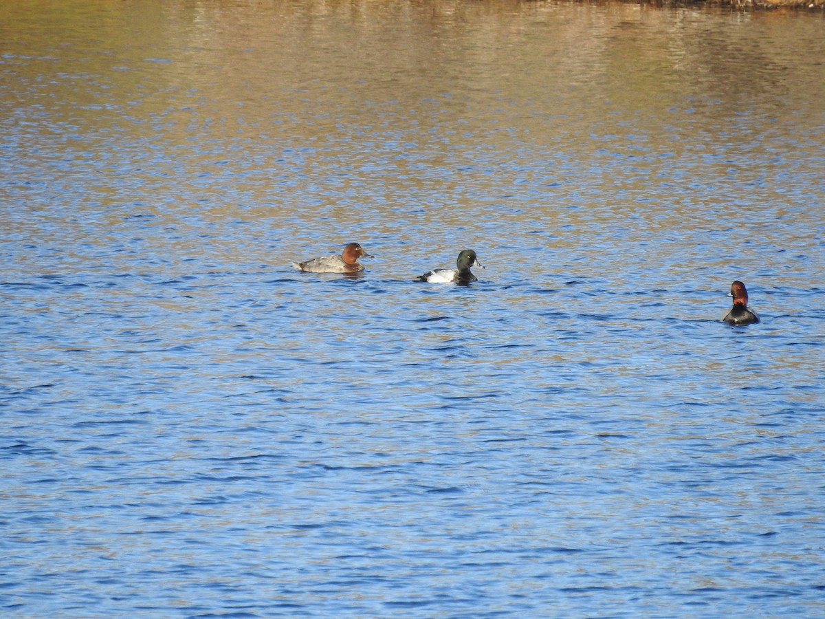 Greater Scaup - ML293049451