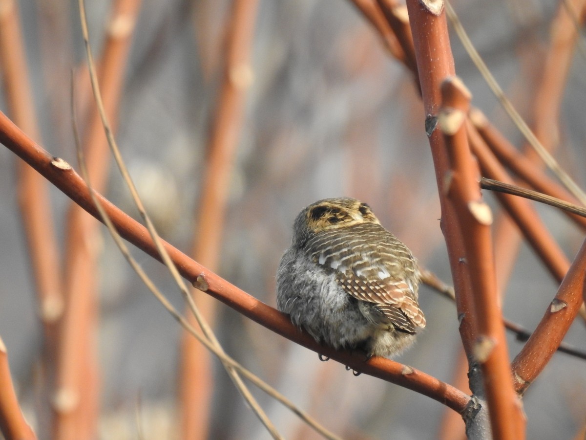 Collared Owlet - ML293052231