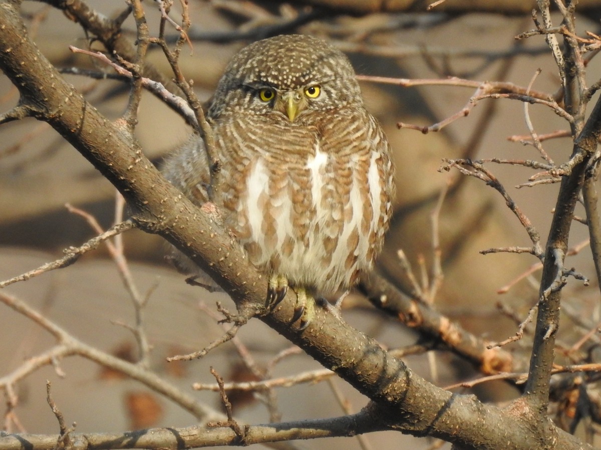 Collared Owlet - ML293052331