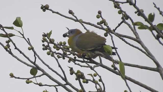 Yellow-footed Green-Pigeon - ML293053371