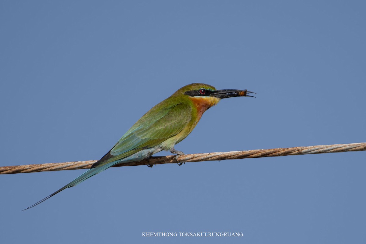 Blue-tailed Bee-eater - Khemthong Tonsakulrungruang