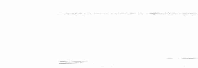Thicket Tinamou - ML29305551