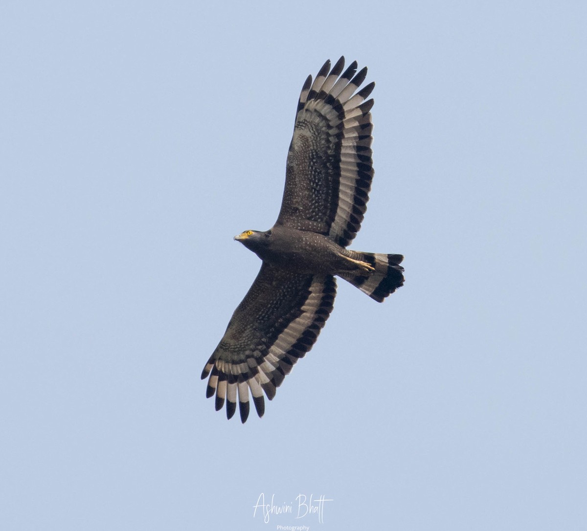 Crested Serpent-Eagle - Ashwini Bhatt