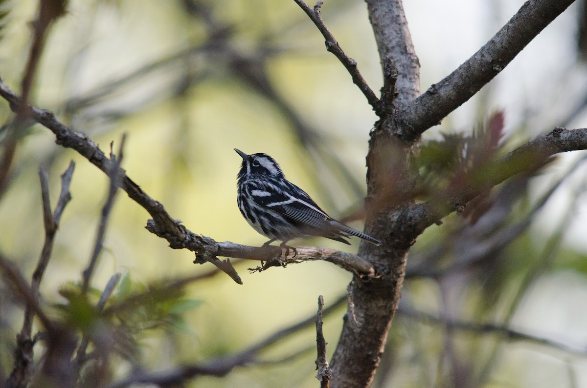 Black-and-white Warbler - Iain Rayner