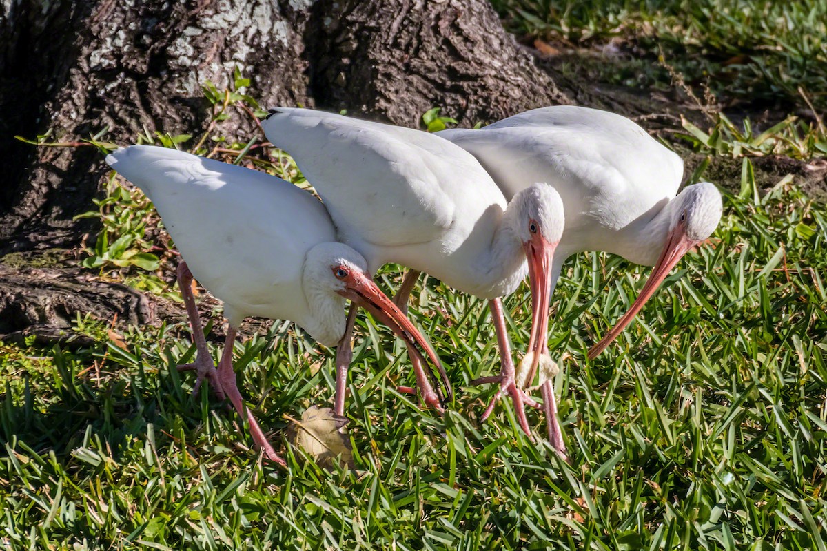 ibis bílý - ML293059151