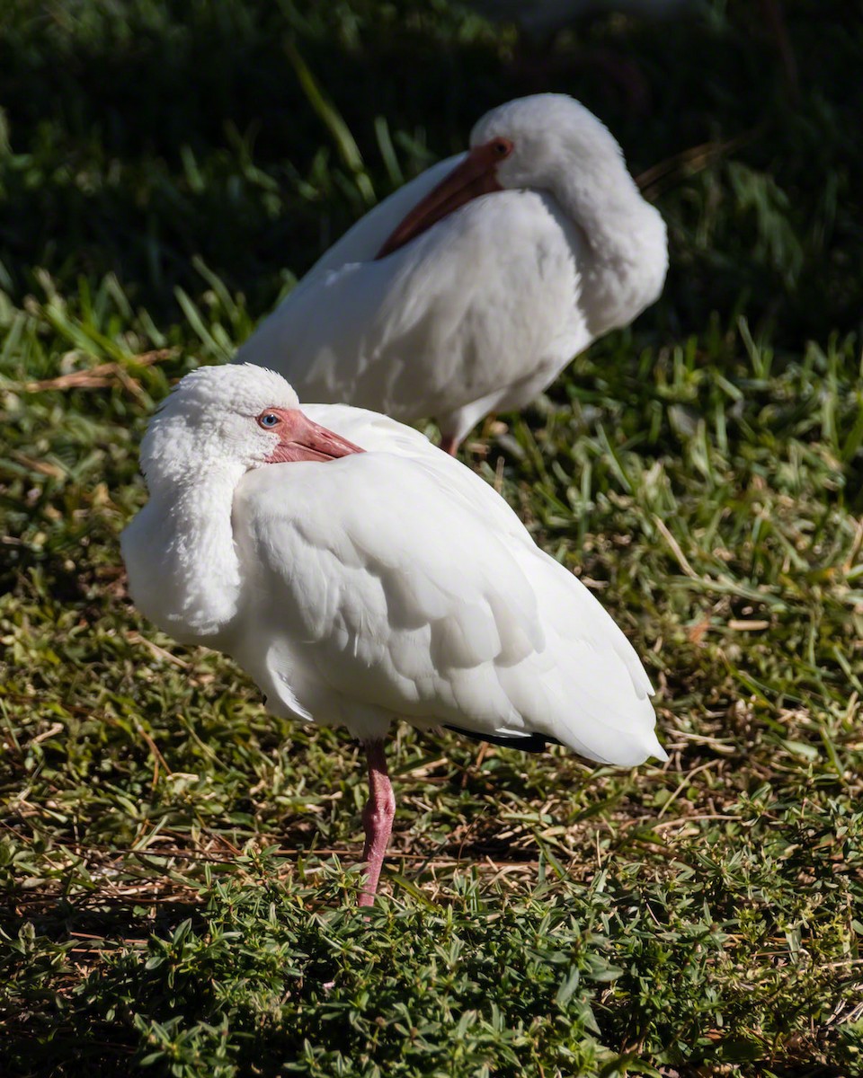 Ibis blanc - ML293059171