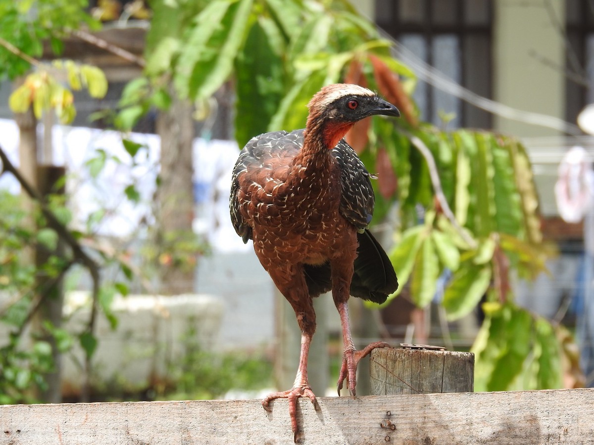 White-crested Guan - ML293061521