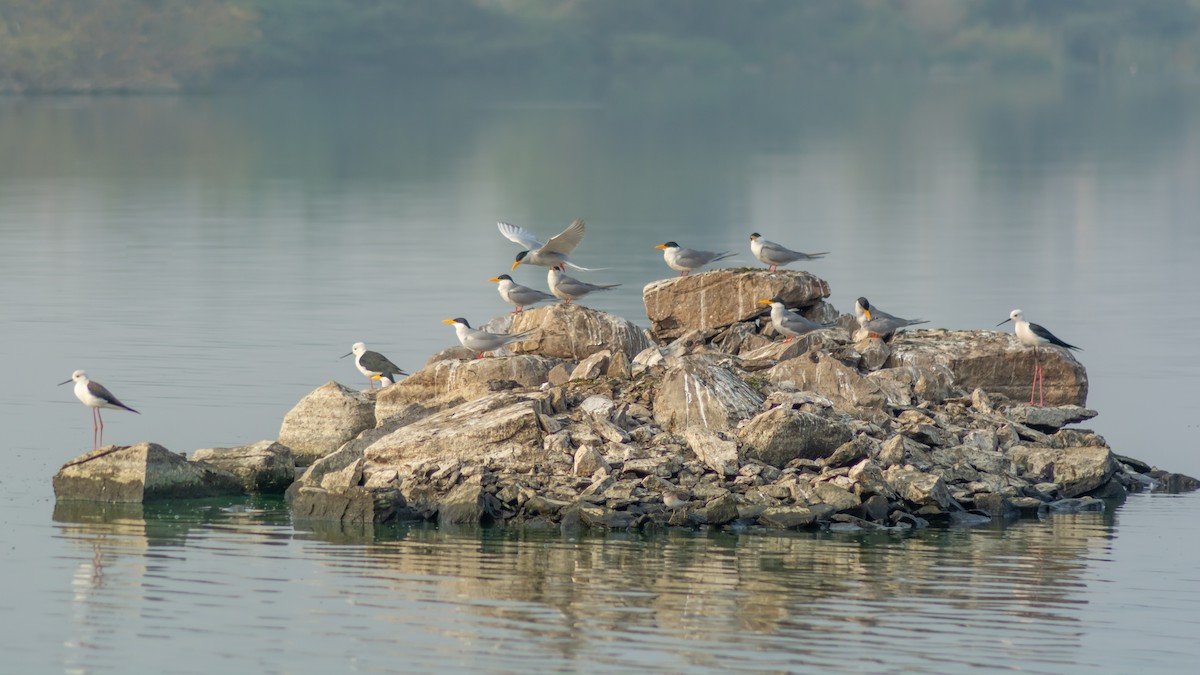 River Tern - Ramesh Desai
