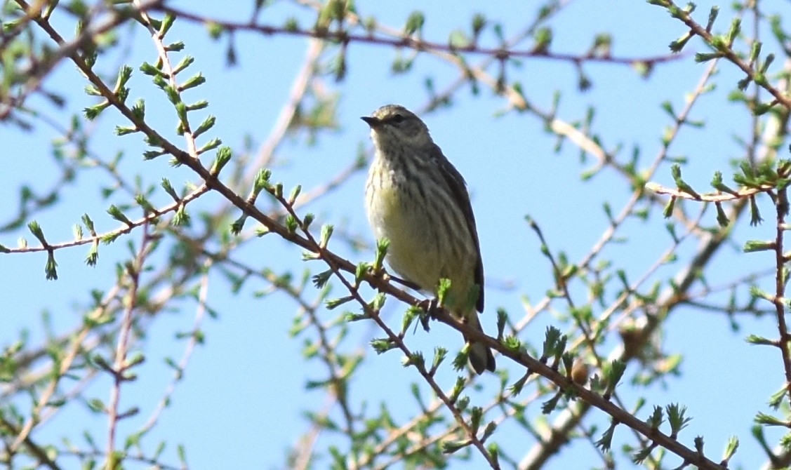 Cape May Warbler - ML29306461