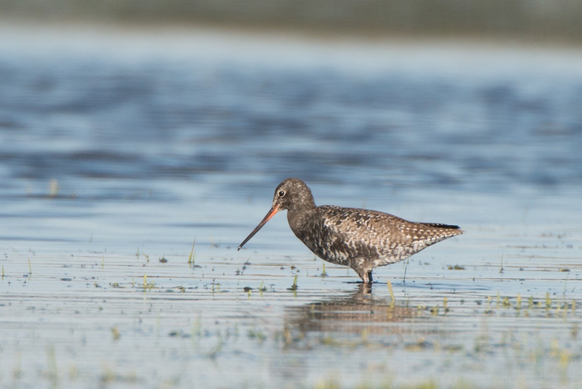 Spotted Redshank - ML293067651