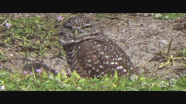 Burrowing Owl (Florida) - ML293068831
